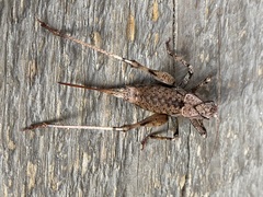 Tettigoniinae