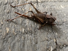 Tettigoniinae