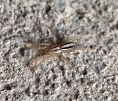 Cesonia bilineata