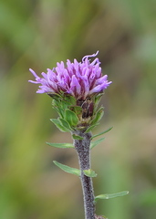 Liatris novae-angliae