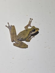 Polypedates macrotis