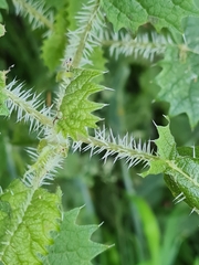 Urtica ferox