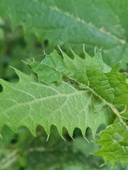 Urtica ferox