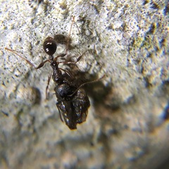 Aphaenogaster fulva
