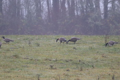 Branta canadensis occidentalis