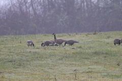 Branta canadensis occidentalis
