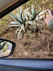 Agave atrovirens
