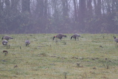 Branta canadensis occidentalis
