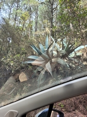 Agave atrovirens
