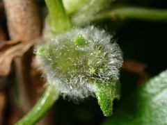 Asphondylia enceliae