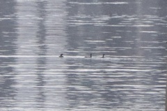 Urile penicillatus