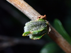 Asphondylia enceliae