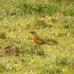 Turdus chrysolaus