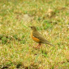 Turdus chrysolaus