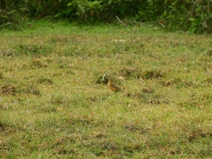 Turdus chrysolaus