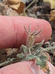 Mentzelia adhaerens