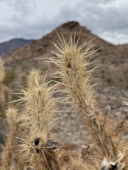 Cylindropuntia echinocarpa
