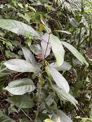 Turpinia formosana