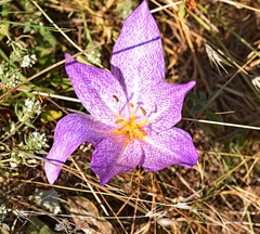 Colchicum bivonae