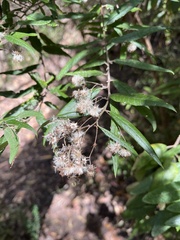 Olearia lirata