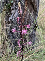 Dipodium punctatum