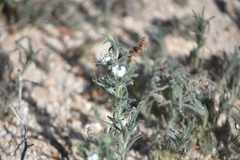 Johnstonella angustifolia