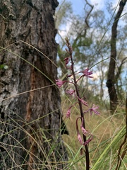 Dipodium punctatum
