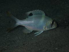 Monotaxis grandoculis