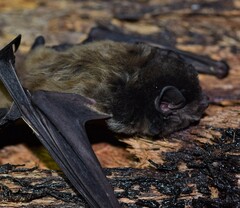 Chalinolobus gouldii