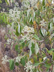 Buddleja cordata