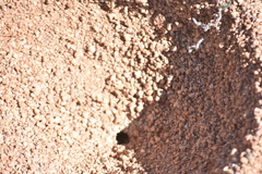 Acromyrmex versicolor