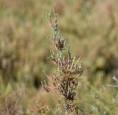 Arthrocaulon macrostachyum