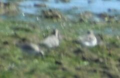 Pluvialis squatarola