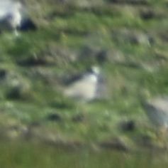 Pluvialis squatarola