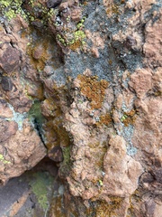 Candelariella rosulans