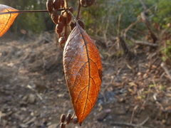 Hymenodictyon orixense