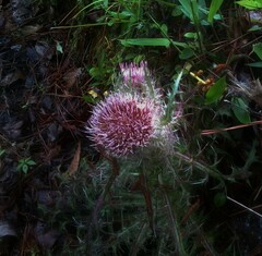 Cirsium pumilum
