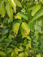 Cinnamomum verum