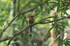 Electron platyrhynchum