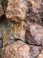 Candelariella rosulans