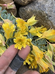 Tropaeolum polyphyllum