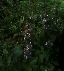 Salvia carnea