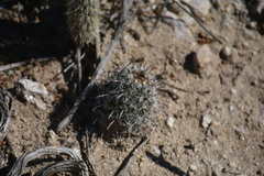 Mammillaria hutchisoniana