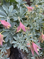 Tropaeolum polyphyllum