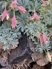 Tropaeolum polyphyllum