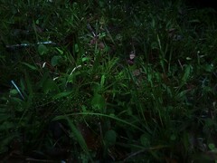 Paspalum laeve