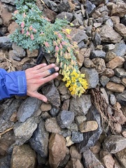 Tropaeolum polyphyllum