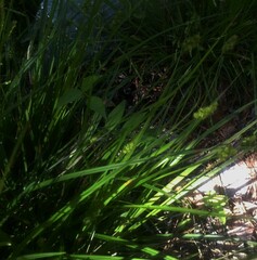 Carex cephalophora