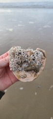 Hexanauplia