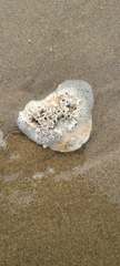 Hexanauplia